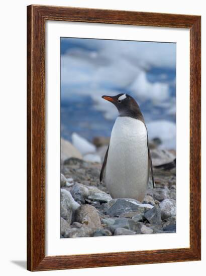 Antarctica. Neko Harbor. Gentoo Penguin, Pygoscelis Papua, Colony-Inger Hogstrom-Framed Photographic Print