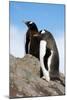 Antarctica. Neko Harbor. Gentoo Penguin, Pygoscelis Papua, Colony-Inger Hogstrom-Mounted Photographic Print