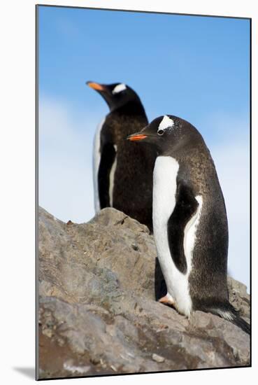 Antarctica. Neko Harbor. Gentoo Penguin, Pygoscelis Papua, Colony-Inger Hogstrom-Mounted Photographic Print