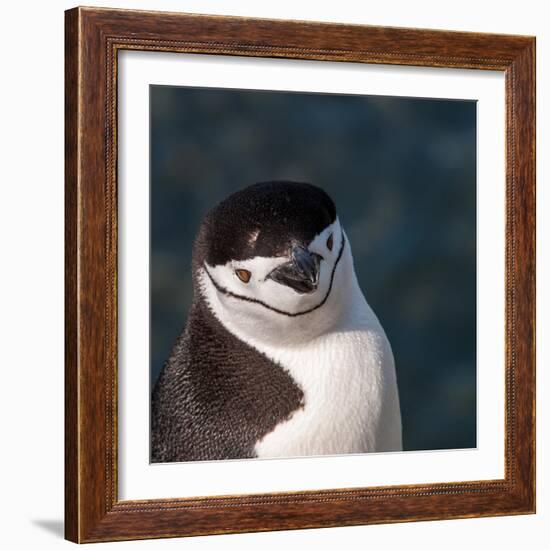 Antarctica, penguin, headshot-George Theodore-Framed Photographic Print