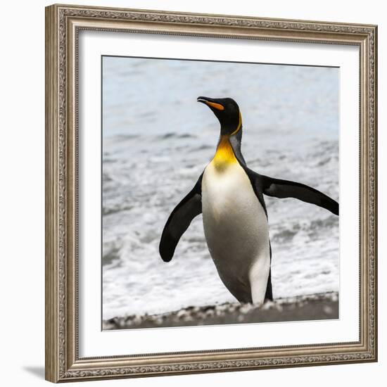 Antarctica, penguin, King-George Theodore-Framed Photographic Print