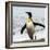 Antarctica, penguin, King-George Theodore-Framed Photographic Print