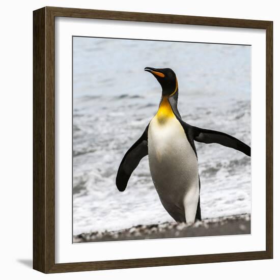 Antarctica, penguin, King-George Theodore-Framed Photographic Print