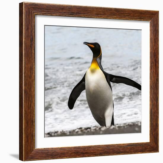 Antarctica, penguin, King-George Theodore-Framed Photographic Print