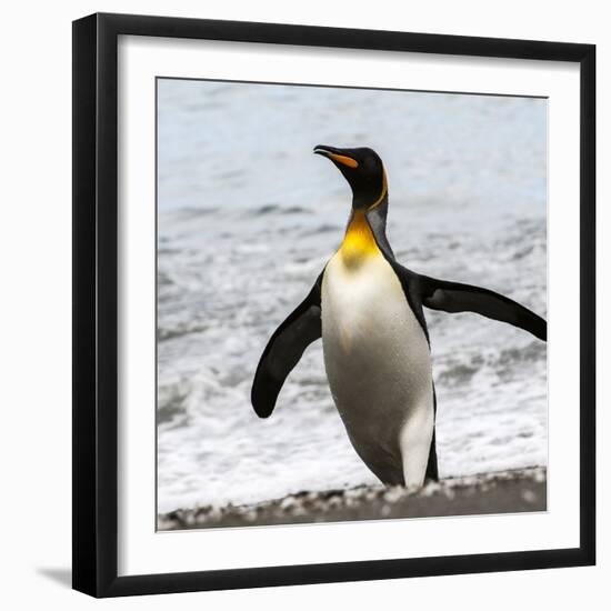 Antarctica, penguin, King-George Theodore-Framed Photographic Print