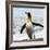 Antarctica, penguin, King-George Theodore-Framed Photographic Print