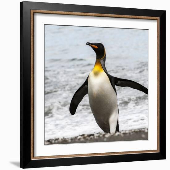 Antarctica, penguin, King-George Theodore-Framed Photographic Print