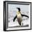 Antarctica, penguin, King-George Theodore-Framed Photographic Print