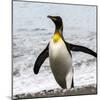 Antarctica, penguin, King-George Theodore-Mounted Photographic Print