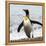 Antarctica, penguin, King-George Theodore-Framed Premier Image Canvas