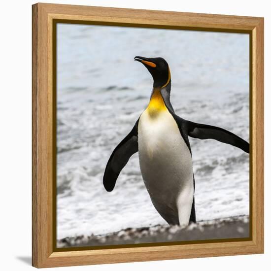 Antarctica, penguin, King-George Theodore-Framed Premier Image Canvas