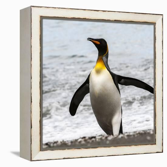 Antarctica, penguin, King-George Theodore-Framed Premier Image Canvas