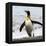 Antarctica, penguin, King-George Theodore-Framed Premier Image Canvas