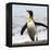 Antarctica, penguin, King-George Theodore-Framed Premier Image Canvas