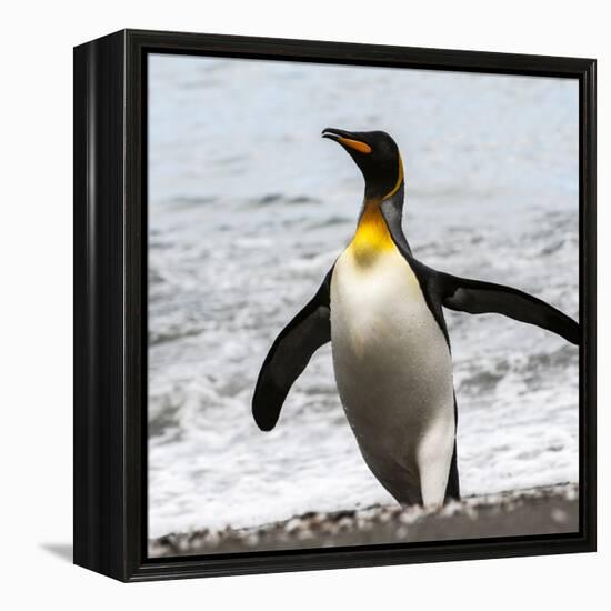 Antarctica, penguin, King-George Theodore-Framed Premier Image Canvas