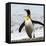 Antarctica, penguin, King-George Theodore-Framed Premier Image Canvas