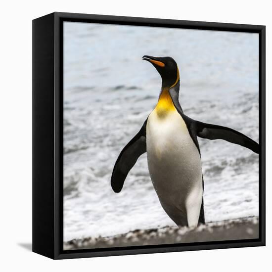 Antarctica, penguin, King-George Theodore-Framed Premier Image Canvas