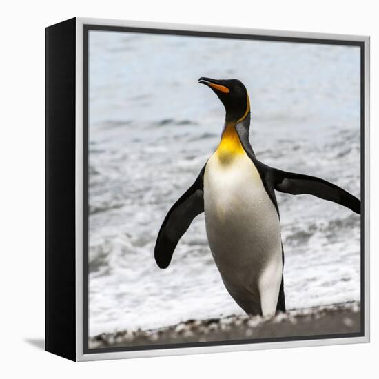 Antarctica, penguin, King-George Theodore-Framed Premier Image Canvas