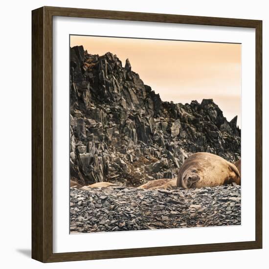 Antarctica Peninsula, Elephant Seal Rests on the Rocks-Janet Muir-Framed Photographic Print