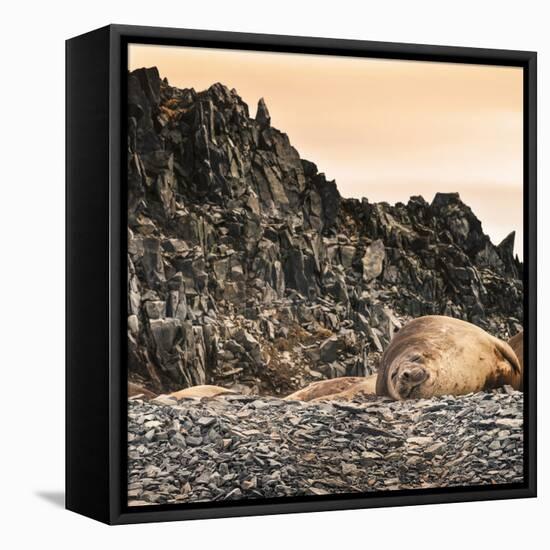 Antarctica Peninsula, Elephant Seal Rests on the Rocks-Janet Muir-Framed Premier Image Canvas