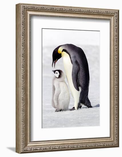 Antarctica, Snow Hill. A chick standing next to its parent vocalizing and interacting.-Ellen Goff-Framed Photographic Print