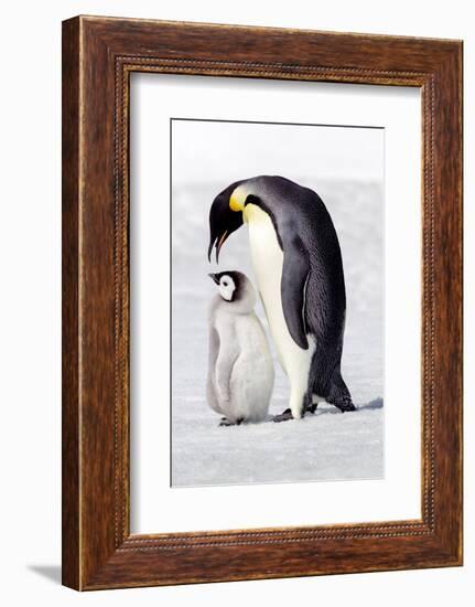 Antarctica, Snow Hill. A chick standing next to its parent vocalizing and interacting.-Ellen Goff-Framed Photographic Print