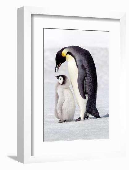 Antarctica, Snow Hill. A chick standing next to its parent vocalizing and interacting.-Ellen Goff-Framed Photographic Print