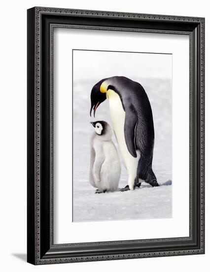 Antarctica, Snow Hill. A chick standing next to its parent vocalizing and interacting.-Ellen Goff-Framed Photographic Print