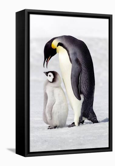 Antarctica, Snow Hill. A chick standing next to its parent vocalizing and interacting.-Ellen Goff-Framed Premier Image Canvas