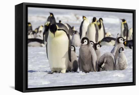 Antarctica, Snow Hill. A group of emperor penguin chicks huddle near and adult-Ellen Goff-Framed Premier Image Canvas