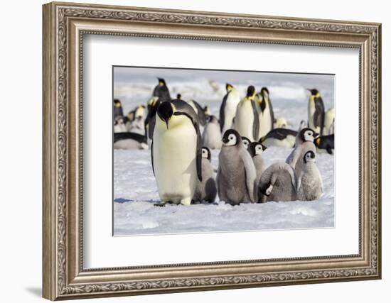 Antarctica, Snow Hill. A group of emperor penguin chicks huddle near and adult-Ellen Goff-Framed Photographic Print