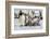 Antarctica, Snow Hill. A group of emperor penguin chicks huddle near and adult-Ellen Goff-Framed Photographic Print