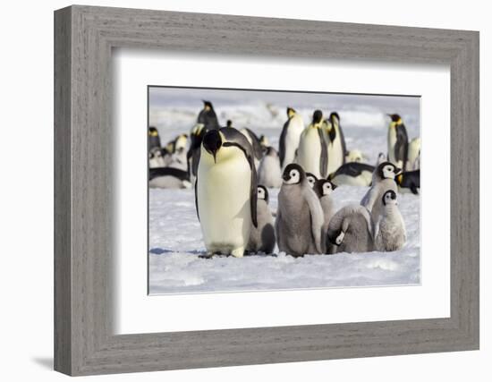 Antarctica, Snow Hill. A group of emperor penguin chicks huddle near and adult-Ellen Goff-Framed Photographic Print