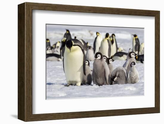 Antarctica, Snow Hill. A group of emperor penguin chicks huddle near and adult-Ellen Goff-Framed Photographic Print