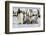 Antarctica, Snow Hill. A group of emperor penguin chicks huddle near and adult-Ellen Goff-Framed Photographic Print