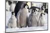 Antarctica, Snow Hill. A group of emperor penguin chicks huddle together-Ellen Goff-Mounted Photographic Print