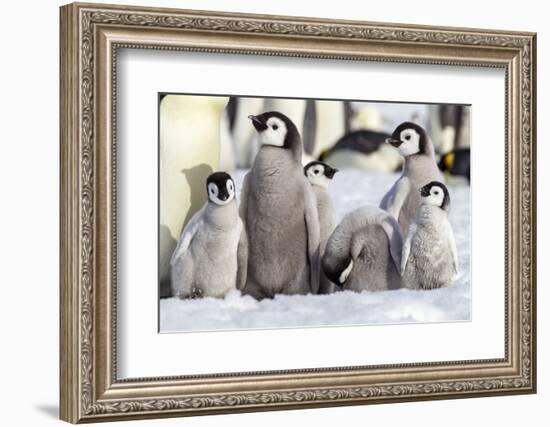 Antarctica, Snow Hill. A group of emperor penguin chicks huddle together-Ellen Goff-Framed Photographic Print