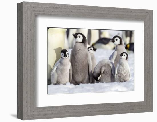 Antarctica, Snow Hill. A group of emperor penguin chicks huddle together-Ellen Goff-Framed Photographic Print
