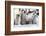 Antarctica, Snow Hill. A group of emperor penguin chicks huddle together-Ellen Goff-Framed Photographic Print