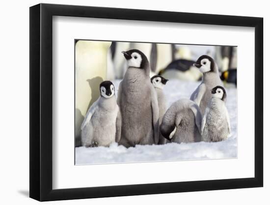 Antarctica, Snow Hill. A group of emperor penguin chicks huddle together-Ellen Goff-Framed Photographic Print