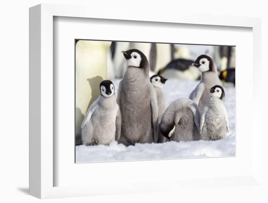 Antarctica, Snow Hill. A group of emperor penguin chicks huddle together-Ellen Goff-Framed Photographic Print