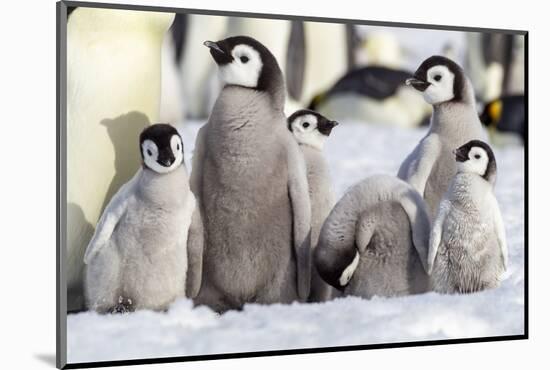 Antarctica, Snow Hill. A group of emperor penguin chicks huddle together-Ellen Goff-Mounted Photographic Print