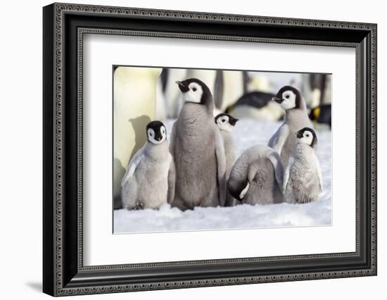 Antarctica, Snow Hill. A group of emperor penguin chicks huddle together-Ellen Goff-Framed Photographic Print