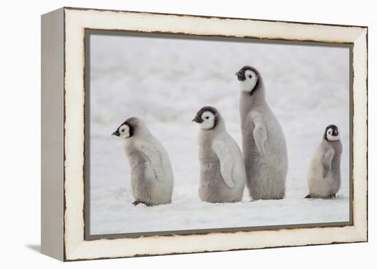 Antarctica, Snow Hill. A group of emperor penguin chicks move from one area of the rookery-Ellen Goff-Framed Premier Image Canvas