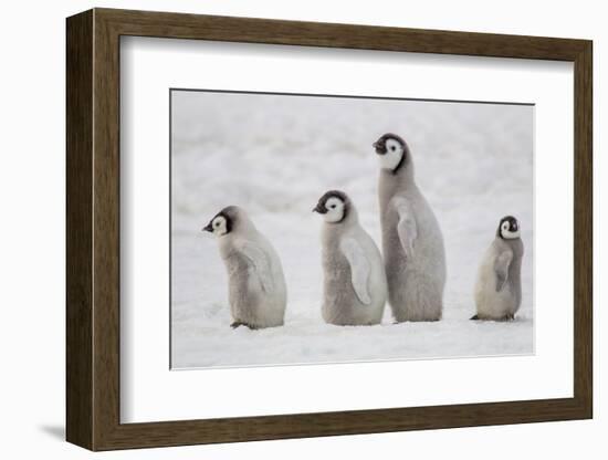 Antarctica, Snow Hill. A group of emperor penguin chicks move from one area of the rookery-Ellen Goff-Framed Photographic Print