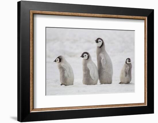 Antarctica, Snow Hill. A group of emperor penguin chicks move from one area of the rookery-Ellen Goff-Framed Photographic Print