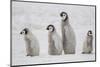 Antarctica, Snow Hill. A group of emperor penguin chicks move from one area of the rookery-Ellen Goff-Mounted Photographic Print