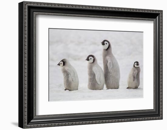 Antarctica, Snow Hill. A group of emperor penguin chicks move from one area of the rookery-Ellen Goff-Framed Photographic Print