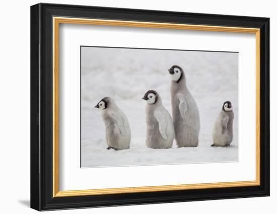 Antarctica, Snow Hill. A group of emperor penguin chicks move from one area of the rookery-Ellen Goff-Framed Photographic Print