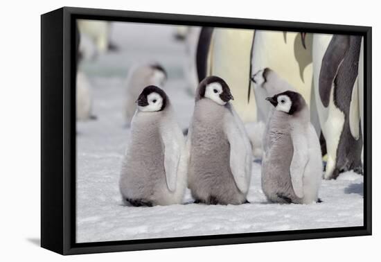 Antarctica, Snow Hill. A group of emperor penguin chicks stand together waiting for their parents-Ellen Goff-Framed Premier Image Canvas